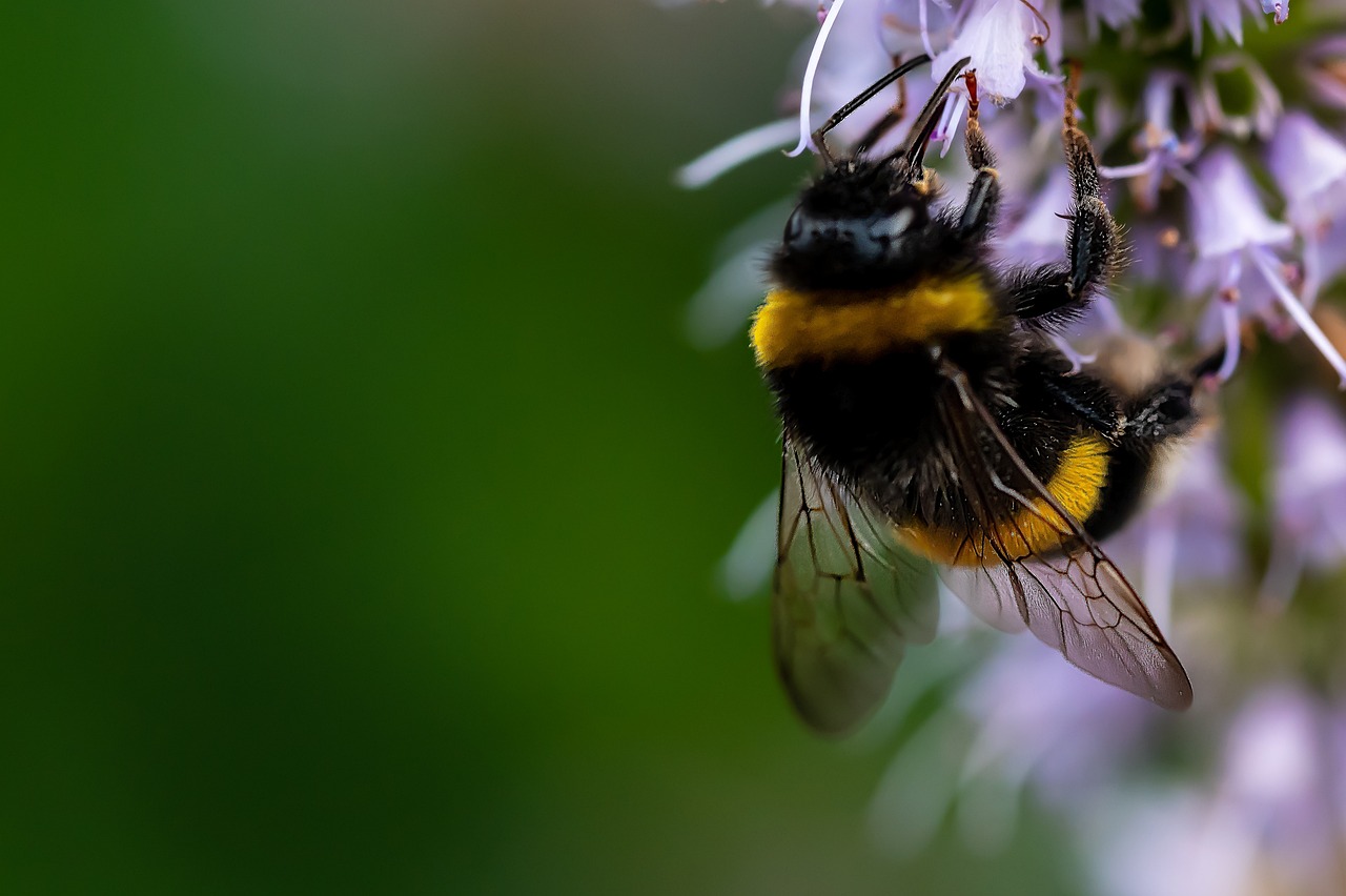 The Importance of Bees in Our Ecosystem